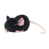 Ratón Negro de Laboratorio (C57BL/6)