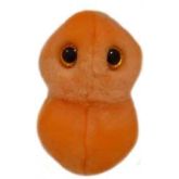 Dolor de Oídos (S. pneumoniae)