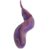 Enfermedad del Sueño (Trypanosoma brucei)