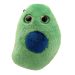 Beta Cell plush front