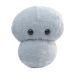 Meningitis plush doll