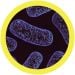 Mitochondria microbial