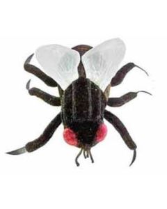 Mosca Doméstica (Musca domestica)