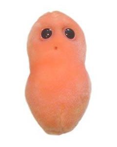 Acn&eacute; (Propionibacterium acnes)