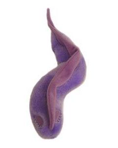 Enfermedad del Sueño (Trypanosoma brucei)