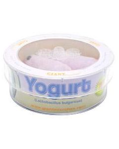 Yogurt (Lactobacillus bulgaricus) placa Petri