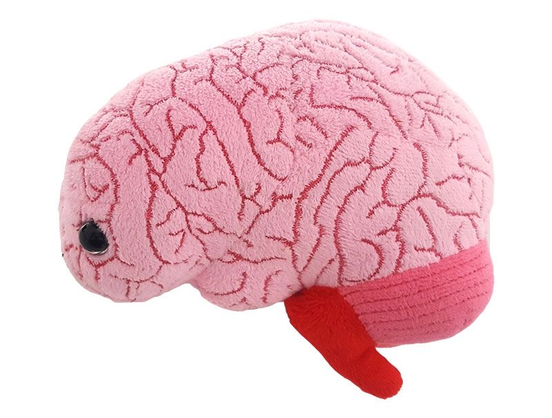 Brain organ plush doll