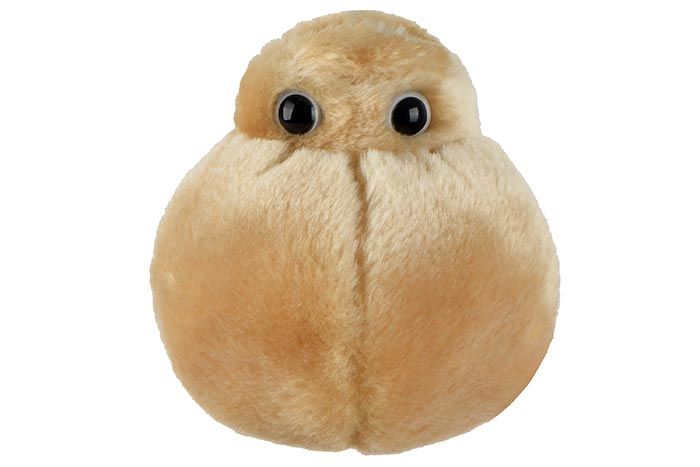 Fat Cell plush front