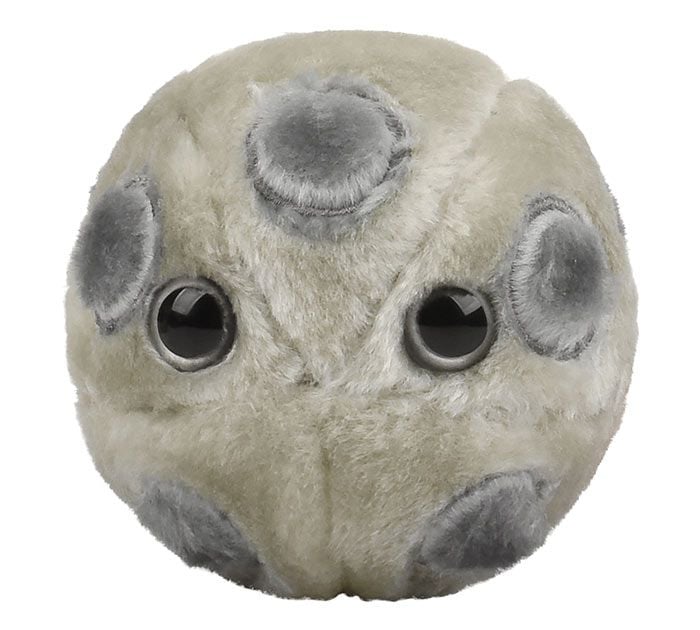 HPV plush front