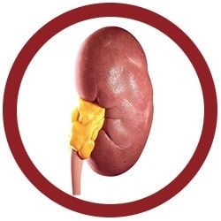 Kidney real image