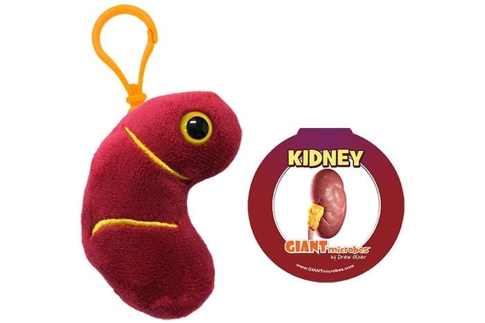 Kidney with tag