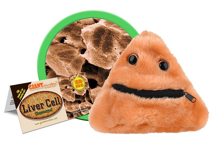 Liver Disease plush cluster