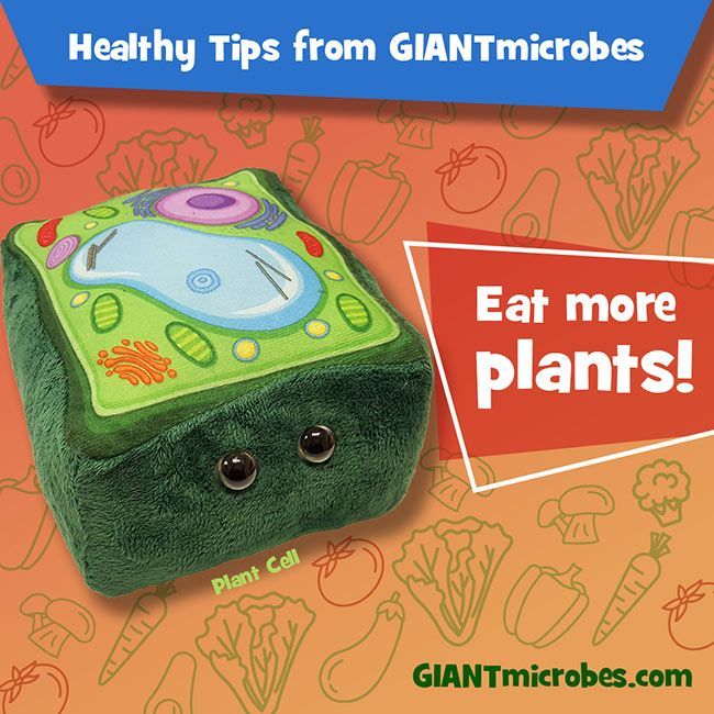 Plant Cell healthy tips