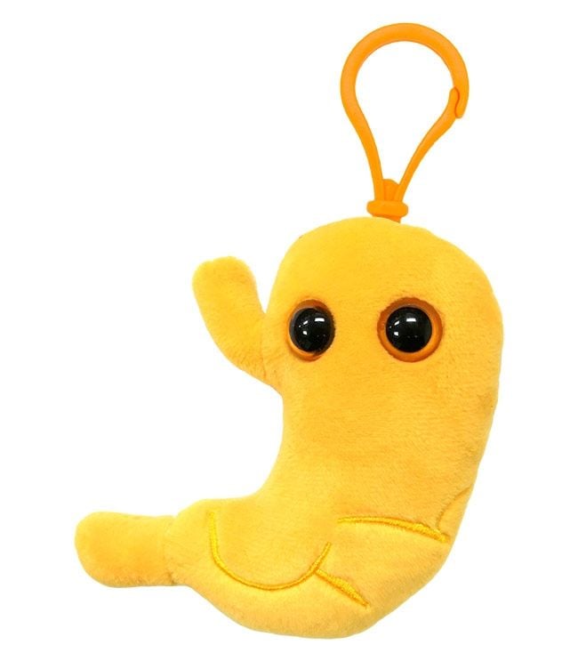 Stomach key ring