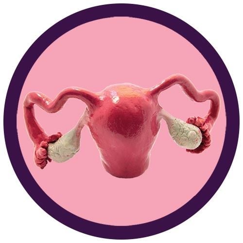 Uterus model image