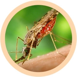 mosquito plush toy