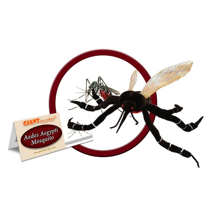 Aedes cluster