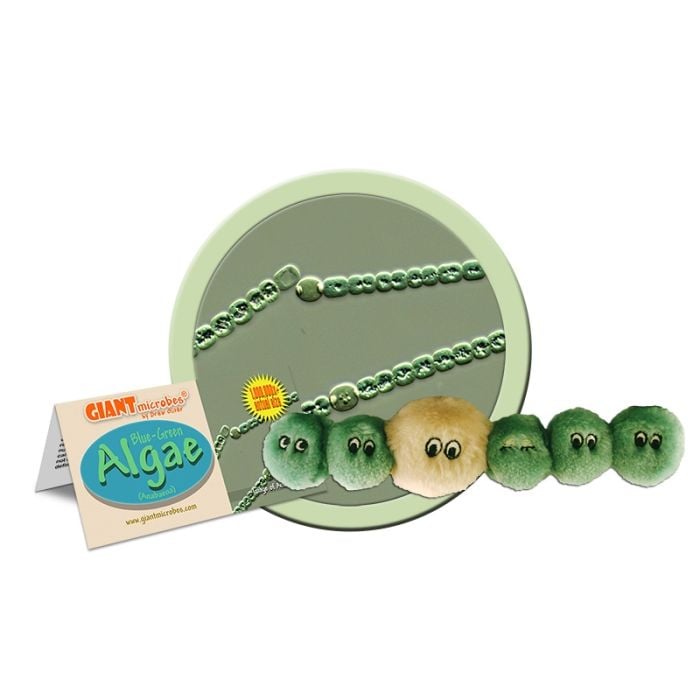 Algae cluster
