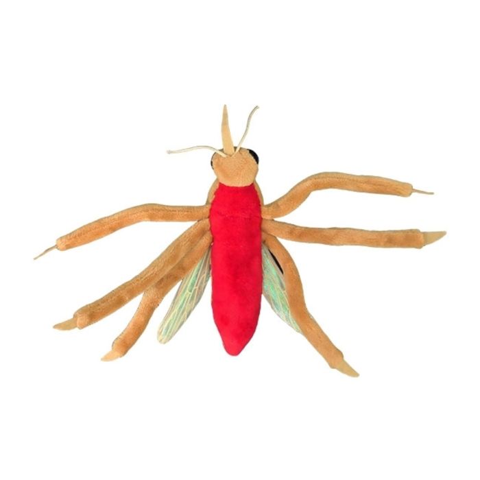 Anopheles bottom
