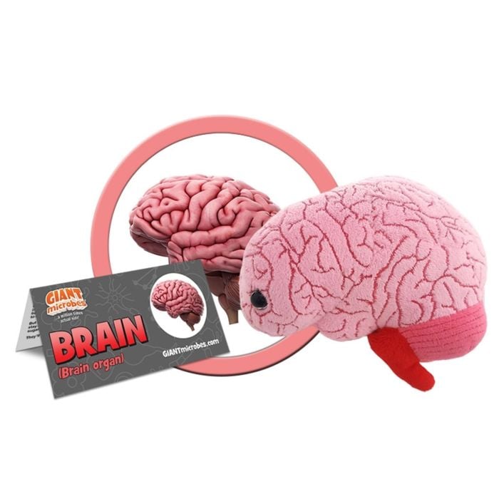 Brain organ cluster