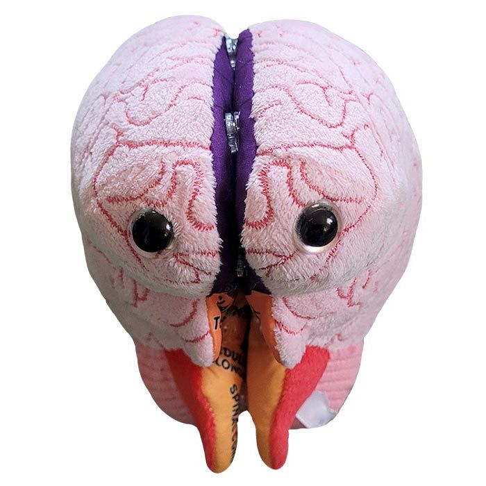 Brain plush model front