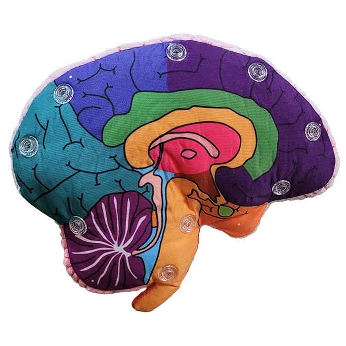 Brain plush model left