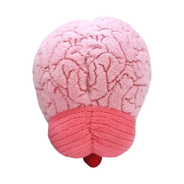 Brain organ back