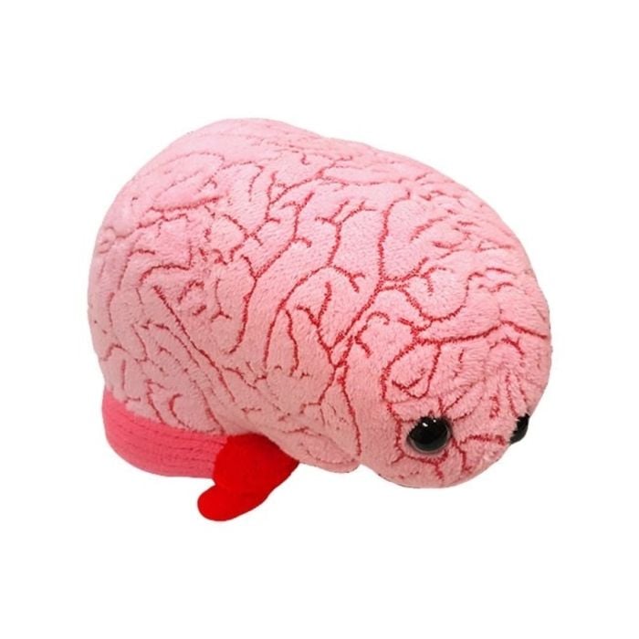 Brain organ side