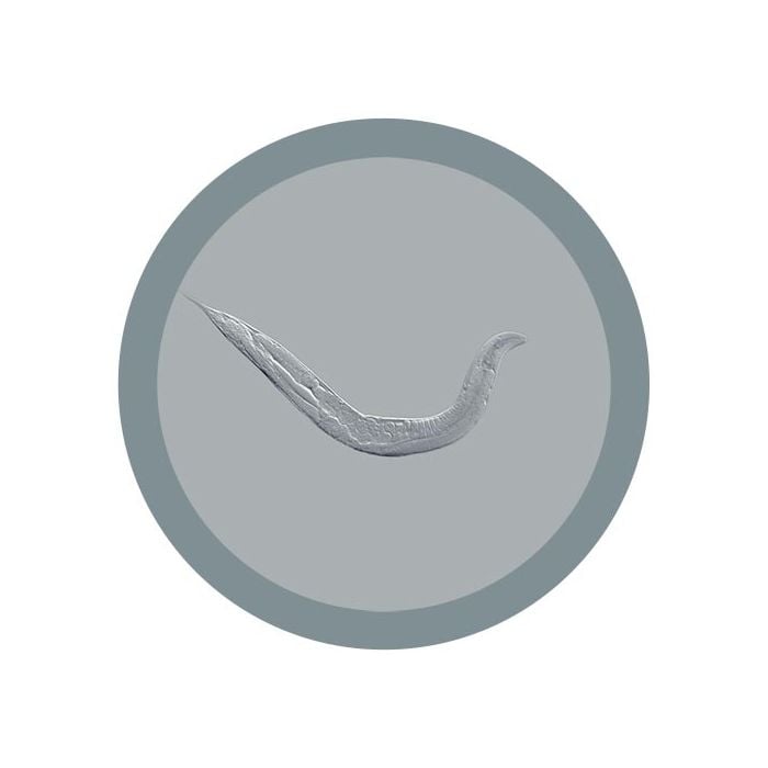 C. elegans microbial
