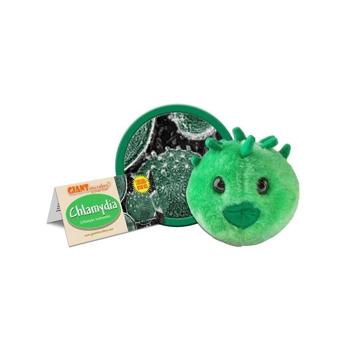 Chlamydia cluster