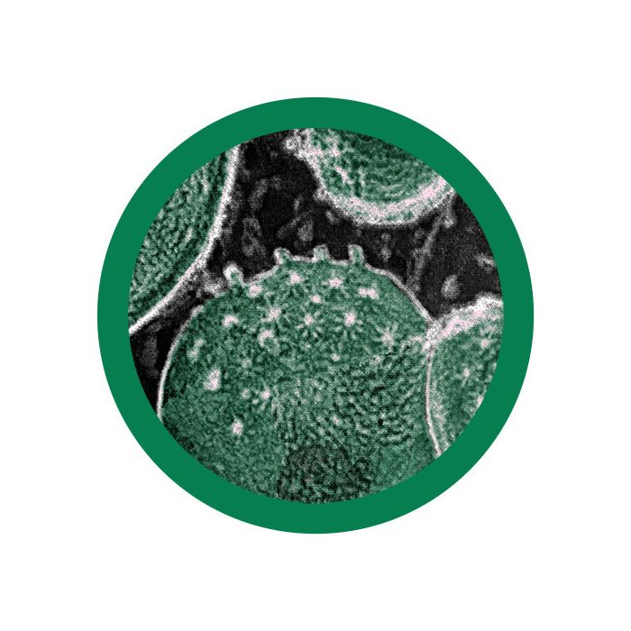 Chlamydia microbial
