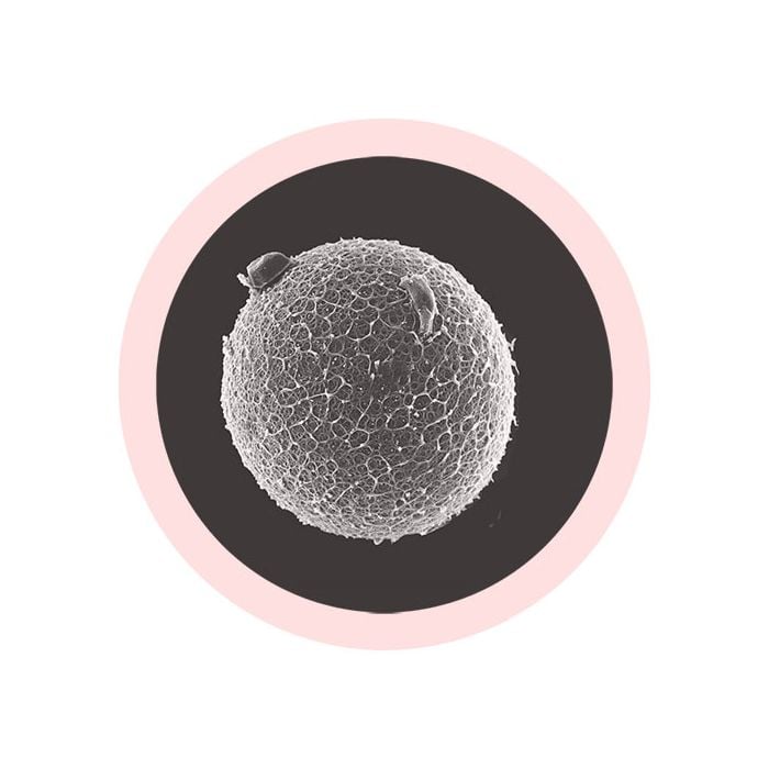Egg Cell microbial