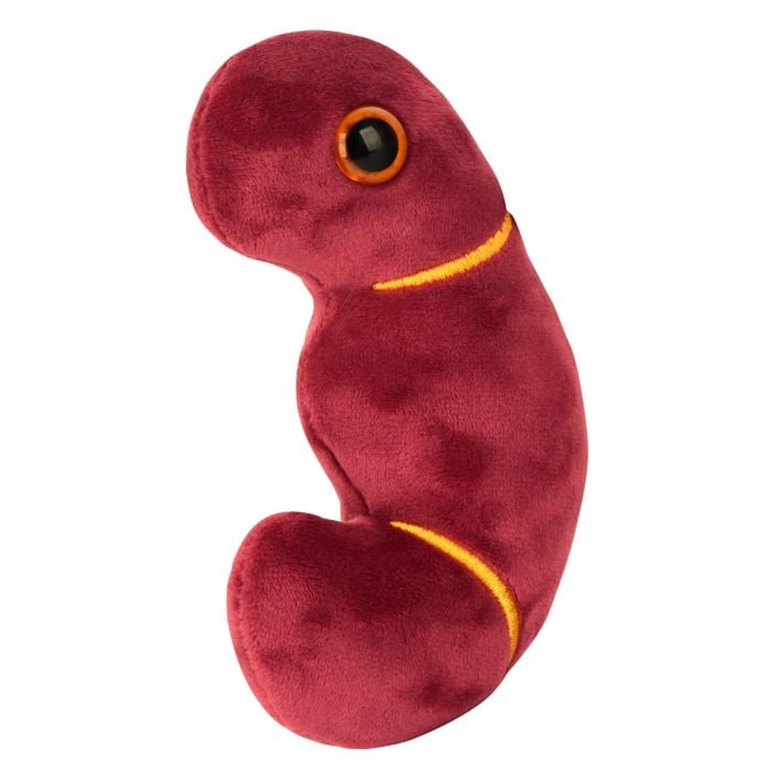 Kidney plush new angle