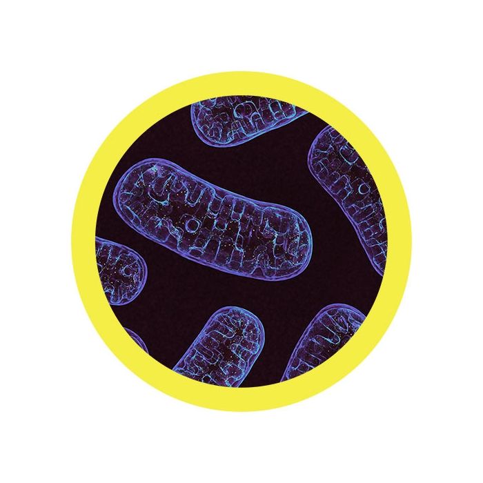 Mitochondria real image