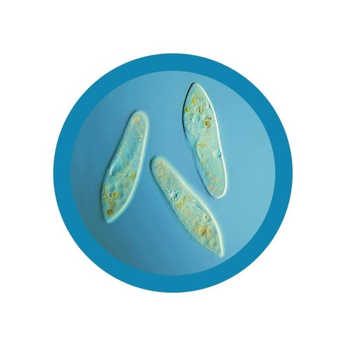 Paramecium microbial