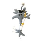 Graduation Brain Cell with Diploma