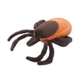 Tick (Ixodes scapularis)