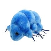 Amoeba (Amoeba proteus) - Blue