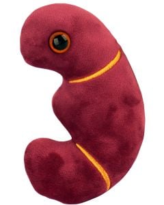 Kidney plush new side