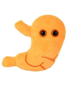 Stomach new plush front