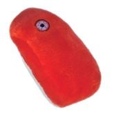 Mange (Sarcoptes scabiei)