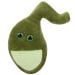 Gallbladder plush front