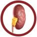 Kidney real image