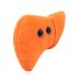 Liver plush angle