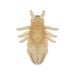 Louse plush back