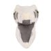 Velociraptor skull front