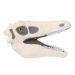 Velociraptor skull side