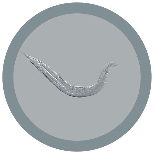 C. elegans microbial