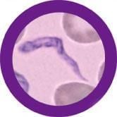%s under a microscope!