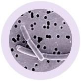 %s under a microscope!